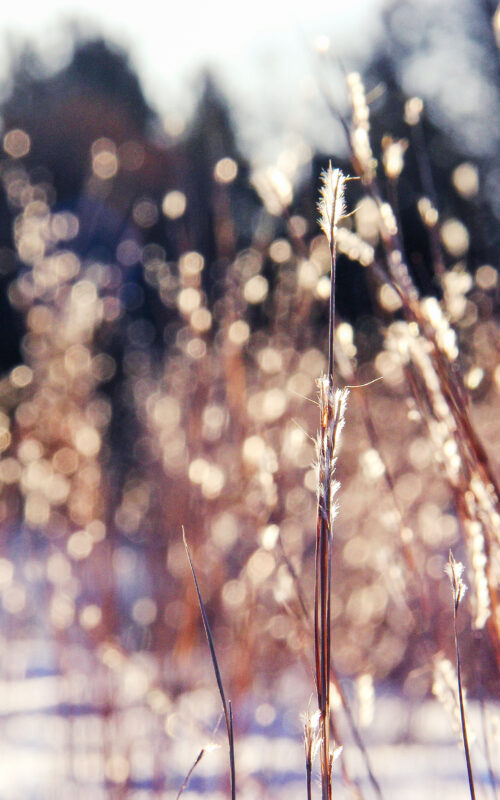 WinterSparkle-2