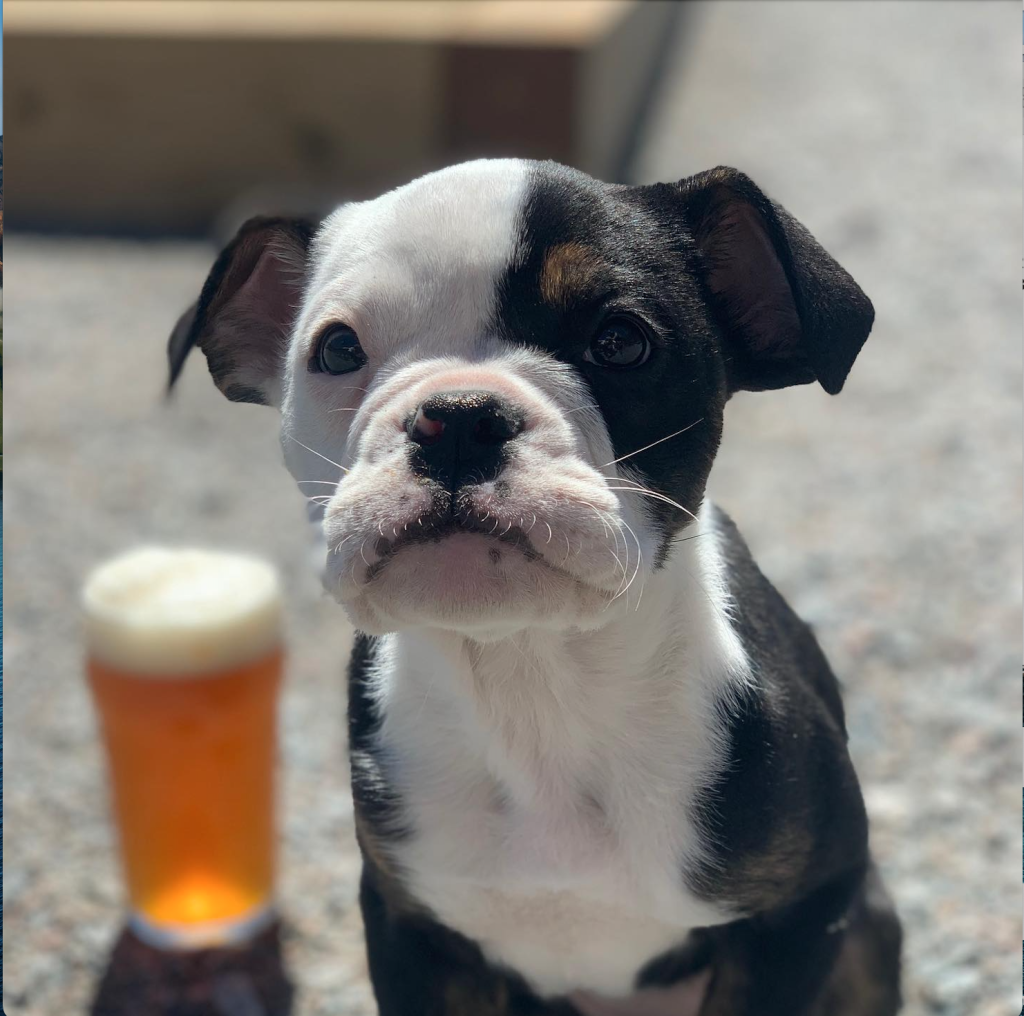 Something To Woof About Dog Friendly Adventures In Twin Cities Gateway 
