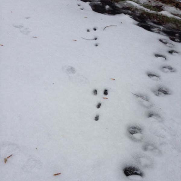 Winter Wildlife Tracking Series