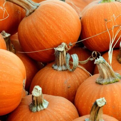 Bobbing for Pumpkins