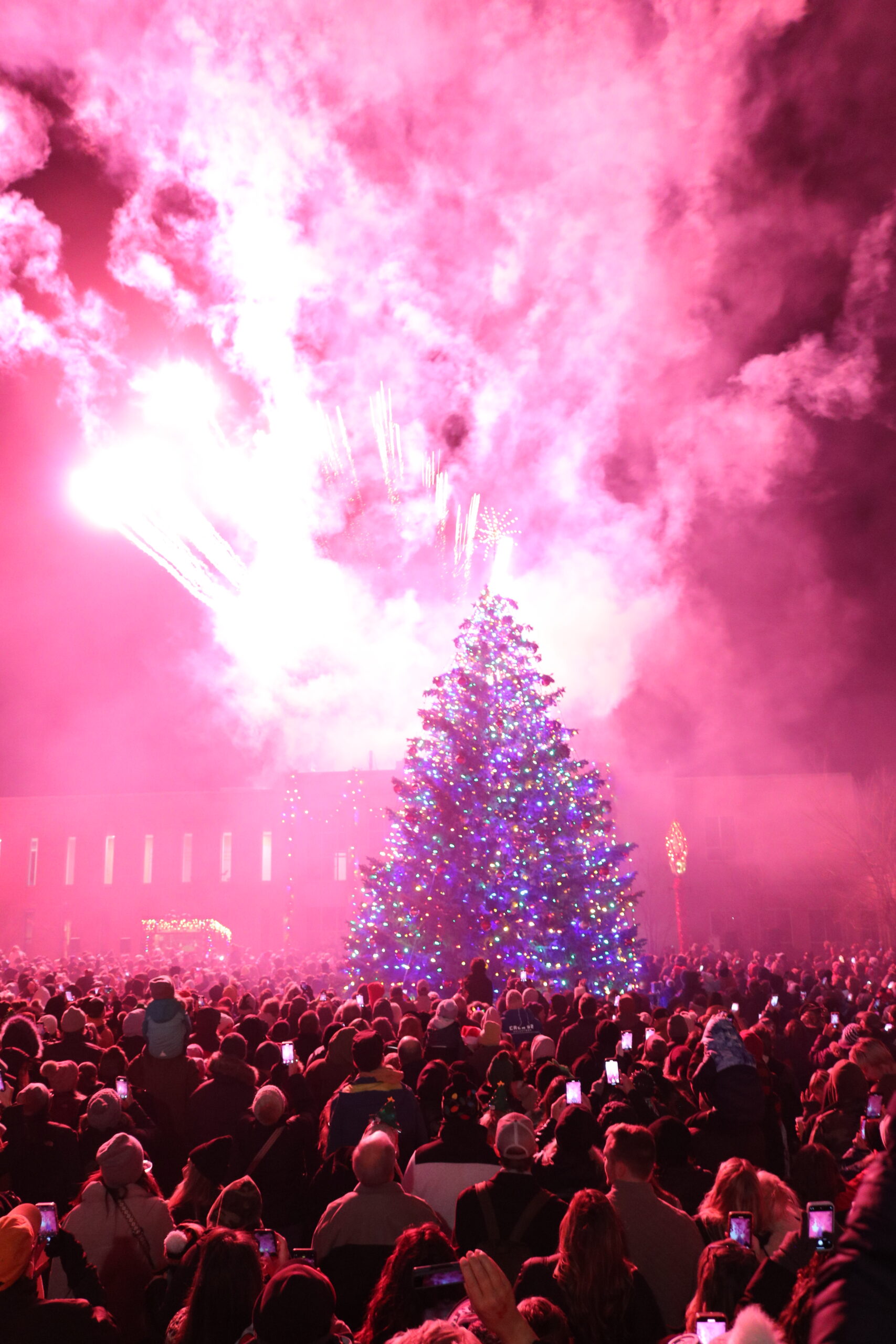 A large crowd gathers at night to watch brilliant pink fireworks exploding behind a giant, illuminated Christmas tree.