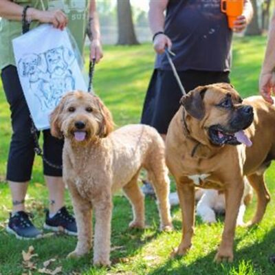 Bark in the Park
