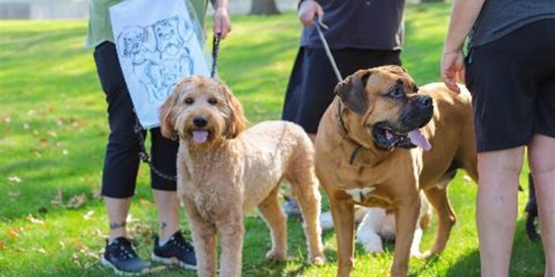 Bark in the Park